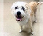 LUCILLE - Female - Mix Dog for Adoption - Small photo
