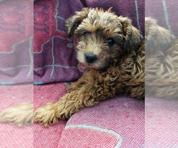 Medium Photo #2 Poocan Puppy For Sale in FAIR OAKS, CA, USA
