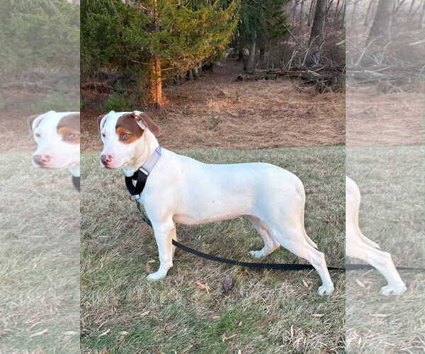 Medium Photo #9 Bulldog-Labrador Retriever Mix Puppy For Sale in Tarrytown, GA, USA