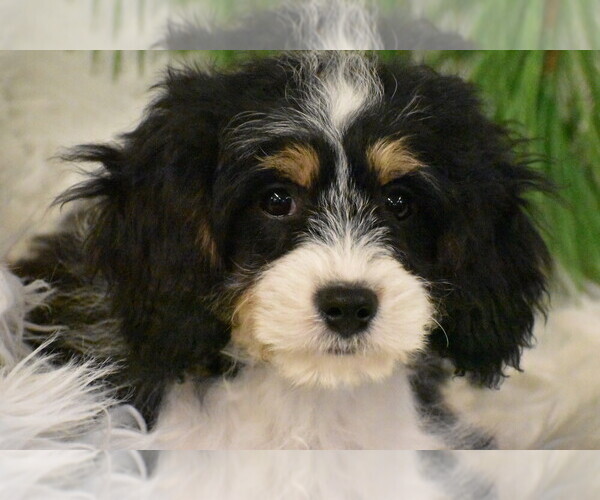 Medium Photo #7 Cavachon Puppy For Sale in ELDORADO, OH, USA