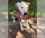 Small #6 American Pit Bull Terrier Mix