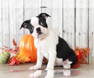 Boston Terrier Puppy for sale in MOUNT VERNON, OH, USA