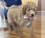 Small #2 Goldendoodle (Miniature)