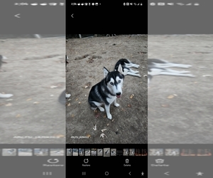 Siberian Husky Litter for sale in CATLIN, IL, USA