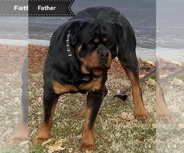 Medium Photo #1 Rottweiler Puppy For Sale in VICTORVILLE, CA, USA