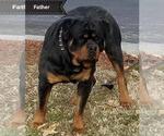 Small Photo #1 Rottweiler Puppy For Sale in VICTORVILLE, CA, USA