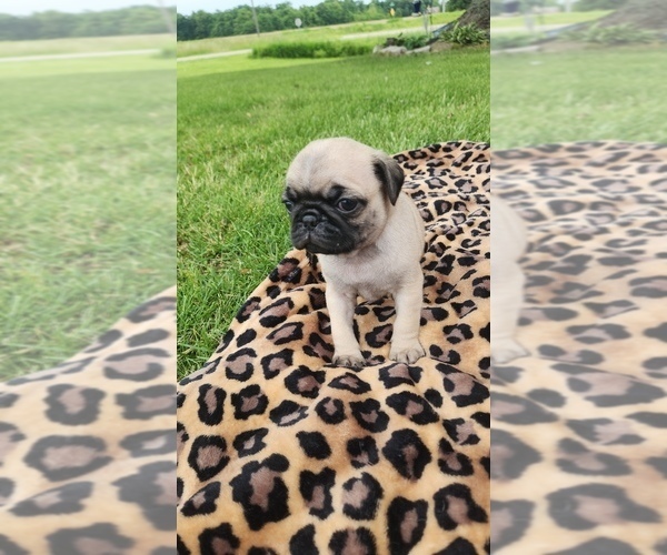 Medium Photo #3 Pug Puppy For Sale in CORY, IN, USA