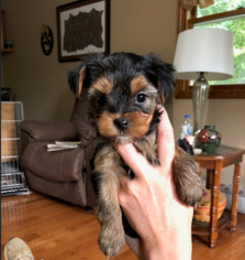 Yorkshire Terrier Puppy for sale in FILLMORE, IN, USA