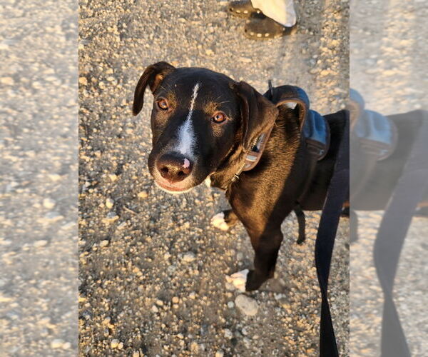 Medium Photo #15 Borador Puppy For Sale in Dana Point, CA, USA