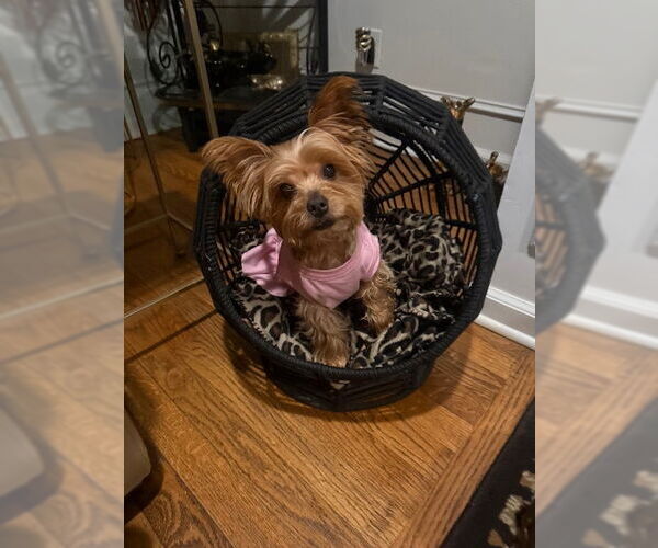 Medium Photo #1 Mutt Puppy For Sale in Allentown,, PA, USA