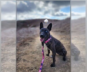 Rain - Female Holland Shepherd-Unknown Mix Dog for Adoption - Photo #5