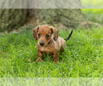 Small #1 Dachshund
