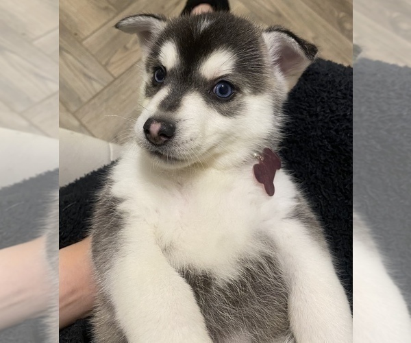 Full screen Photo #1 Pomsky Puppy For Sale in ROCKFORD, IL, USA