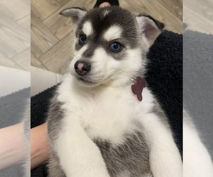 Pomsky Puppy for Sale in ROCKFORD, Illinois USA