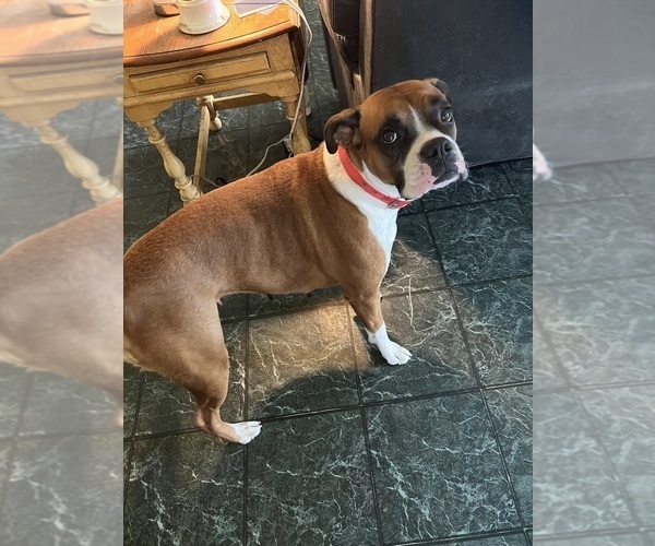 Medium Photo #1 Boxer Puppy For Sale in CLAREMORE, OK, USA