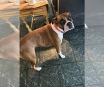 Small Photo #1 Boxer Puppy For Sale in CLAREMORE, OK, USA