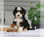 Small #2 Bernedoodle (Miniature)