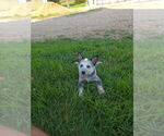 Small #2 Australian Cattle Dog