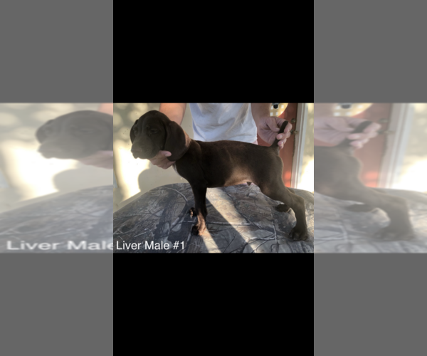 Medium Photo #4 German Shorthaired Pointer Puppy For Sale in MILLEN, GA, USA