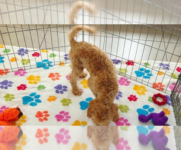Medium Photo #12 Cavapoo mix (+ Poodle Miniature) Puppy For Sale in ORO VALLEY, AZ, USA