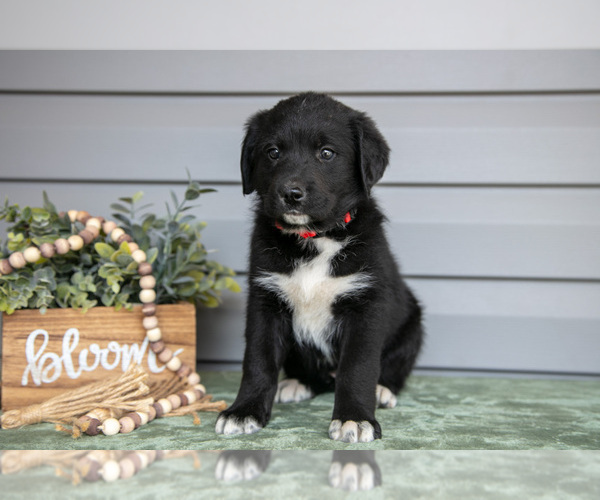 Medium Photo #2 Bernedoodle-Labrador Retriever Mix Puppy For Sale in REED CITY, MI, USA