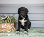 Small #1 Bernedoodle-Labrador Retriever Mix