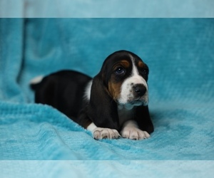 Basset Hound Puppy for sale in PASCO, WA, USA