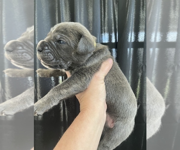 Medium Photo #3 Cane Corso Puppy For Sale in BAKERSFIELD, CA, USA