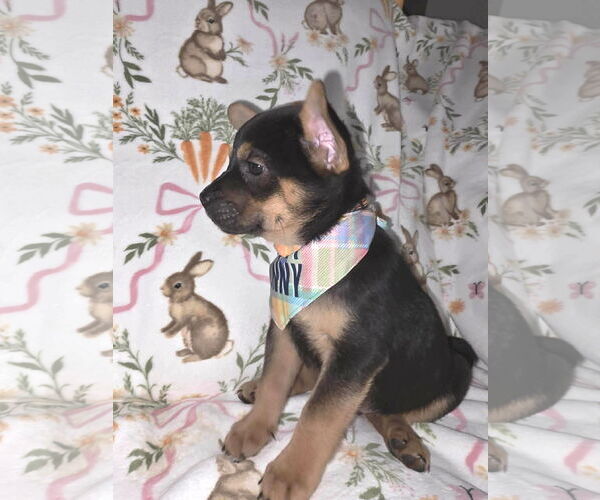 Medium Photo #3 French Bulldog Puppy For Sale in St. Louis Park, MN, USA