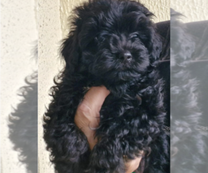 Poodle (Toy) Puppy for sale in BILLINGS, MT, USA
