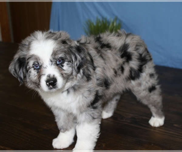 Medium Photo #3 Miniature Australian Shepherd Puppy For Sale in WEST PLAINS, MO, USA