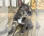 Small Photo #9 French Bulldog Puppy For Sale in BUSHKILL, PA, USA
