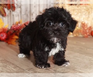 Yo-Chon Puppy for sale in MOUNT VERNON, OH, USA