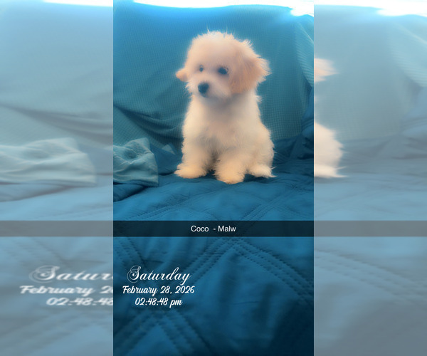 Medium Photo #9 Maltipoo (Miniature) Puppy For Sale in HIGH POINT, NC, USA