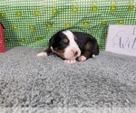 Small Photo #5 Bernese Mountain Dog Puppy For Sale in BLACK FOREST, CO, USA