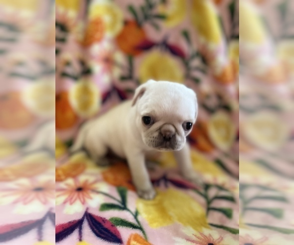 Medium Photo #2 Pug Puppy For Sale in CLINTON, MI, USA