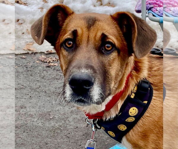 Medium Photo #11 Mutt Puppy For Sale in Canton, CT, USA