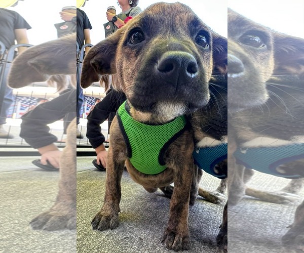 Medium Photo #2 Mountain Cur-Unknown Mix Puppy For Sale in Germantown, OH, USA
