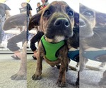 Small #1 Mountain Cur Mix