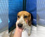 Small #1 Beagle