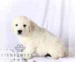 Small #3 English Cream Golden Retriever