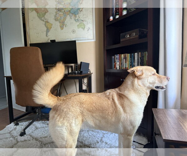 Medium Photo #2 Golden Labrador Puppy For Sale in Chandler, AZ, USA