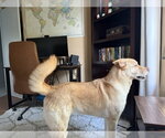 Small #1 Golden Labrador