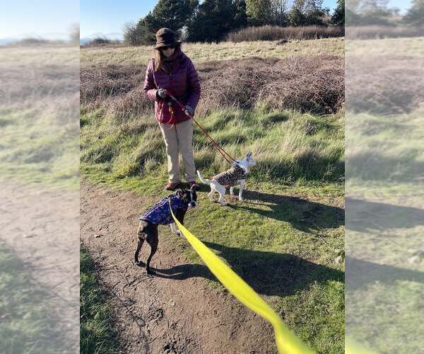 Medium Photo #3 Italian Greyhound-Unknown Mix Puppy For Sale in Arlington, WA, USA