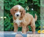 Small #3 Goldendoodle