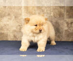 Small Photo #9 Chow Chow Puppy For Sale in NAPPANEE, IN, USA