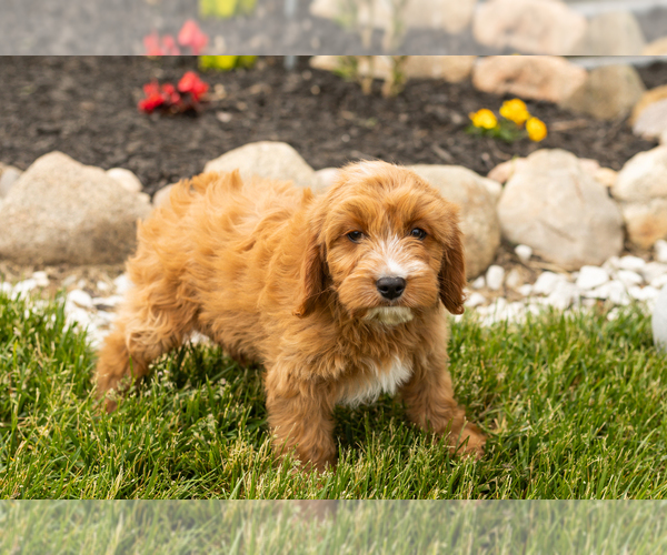Medium Photo #34 Golden Cavadoodle Puppy For Sale in MILLERSBURG, IN, USA