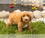 Small Photo #34 Golden Cavadoodle Puppy For Sale in MILLERSBURG, IN, USA