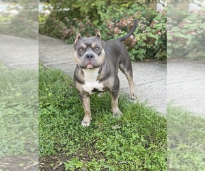 Mother of the American Bully puppies born on 05/07/2022
