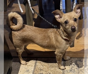 Chiweenie Puppy for sale in PHOENIX, AZ, USA